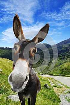 Mountain donkey on green field