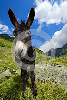 Mountain donkey on green field