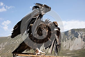mountain eagle, on the background of mountains,