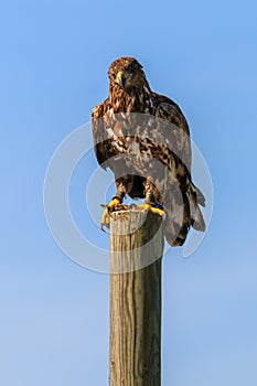 Mountain eagle sitting on a pole