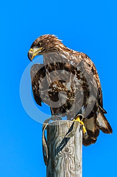 Mountain eagle sitting on a pole