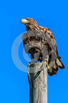 Mountain eagle sitting on a pole