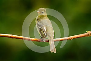 Mountain Elaenia, Elaenia frantzii, passerine bird in the tyrant flycatcher family. It breeds in highlands from Guatemala to