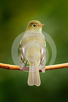 Mountain Elaenia, Elaenia frantzii, passerine bird in the tyrant flycatcher family. It breeds in highlands from Guatemala to