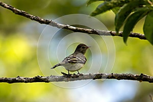 Mountain elaenia, Elaenia frantzii, in a tree