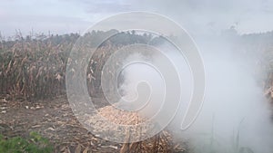 A mountain of empty corn cobs is burning on corn field plantation. A bonfire destroying pile of peeled corn cobs after