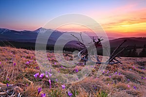 Mountain evening landscape