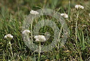 Mountain Everlasting