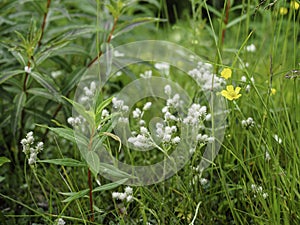 Mountain everlasting, Antennaria dioica blooming