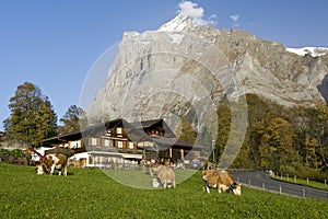 Mountain farmhouses with Wetterhorn photo