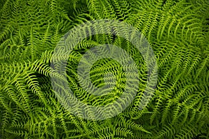 Mountain fern leaves. Green background