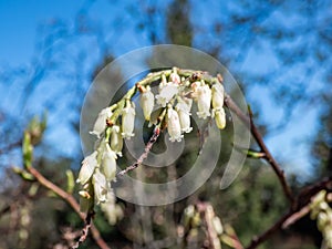 Mountain fetterbush (Leucothoe recurva) flowering with one-sided recurving racemes of white pendulous urn- photo