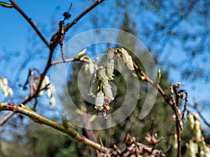 Mountain fetterbush (Leucothoe recurva) flowering with one-sided recurving racemes of white flowers photo