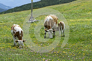 Mountain field with cows in the alp