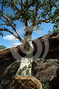 Mountain fig