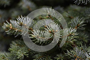 Mountain fir branch.