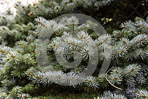 Mountain fir branch.