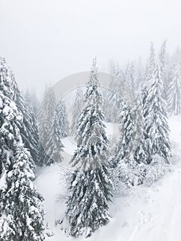 Mountain fir trees covered with snow  view from .cable car  gondola ride  winter composition  snow falling  winter landscape  froz