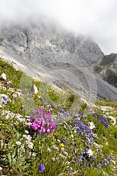 Mountain flora near Mangart, Triglav national park, Julian Alps, Slovenia