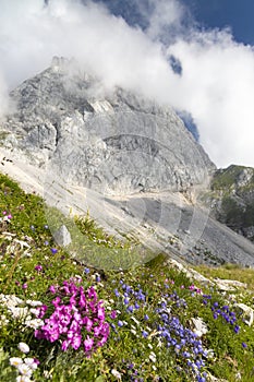 Mountain flora near Mangart, Triglav national park, Julian Alps, Slovenia