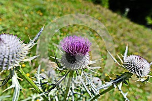 Mountain flora in Trisanna Vally - Galtur