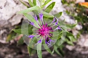 Mountain Flower