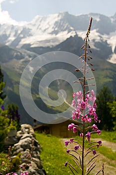 Mountain flower