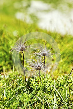 Mountain flower