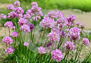 Mountain flower Armeria Alpina close up.