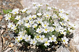 Mountain flower Cerastium carinthiacum.