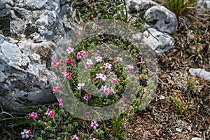 Mountain flower Crimean Androsace