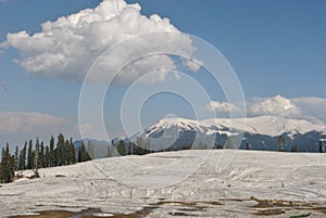 Mountain flower in dark background look fabulas
