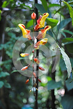 Mountain flower in dark background look fabulas