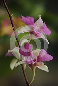 Mountain flower in dark background look fabulas