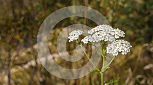 Mountain flower from the Dolomites - ITALY