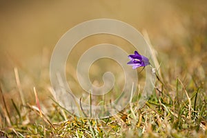 Mountain flower from the Dolomites - ITALY