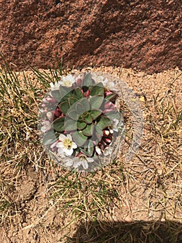 Mountain flower growing at the base of a sandstone formation