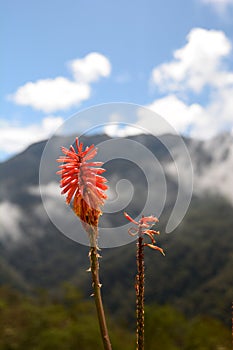 Mountain flower in Los Nevados National Natural Park. Quindio department. Colombia