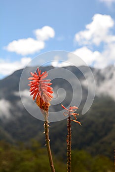 Mountain flower in Los Nevados National Natural Park. Quindio department. Colombia photo