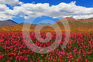 Mountain flower meadow. Landscape. Pamir. Kyrgyzstan