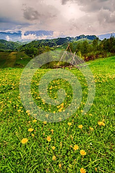 Mountain flower meadow with mountain