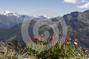Mountain flower with Mont Blanc in the background