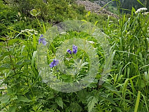 Mountain flowers.