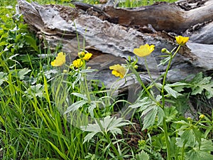 Mountain flowers.