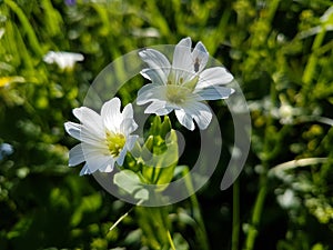 Mountain flowers.