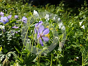 Mountain flowers.