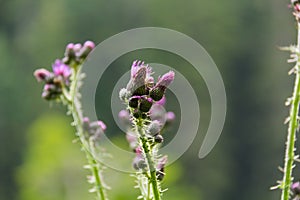 Mountain flowers