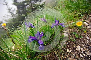 Mountain flowers