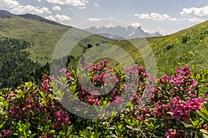 Mountain flowers on the background of the peaks. Dolomites. Ital