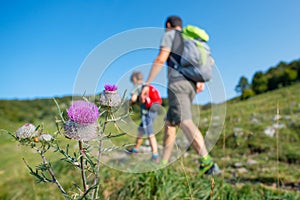 Mountain flowers with family on a hike